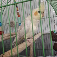 عروس هلندی