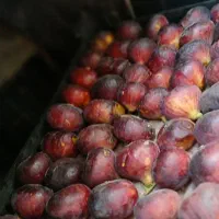 انجیر تازه