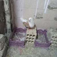 کفتر کتی ماده