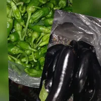 بادمجون و فلفل سبز