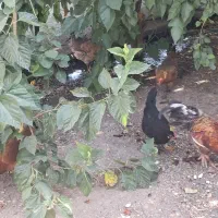 مرغ و خروس محلی