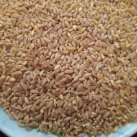 گندم ساورز خرمنکوب