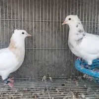 طوقی|پرنده|جرقویه, |دیوار