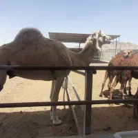 شتر لوک افساری