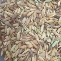 شلتوک|خوردنی و آشامیدنی|باوی, |دیوار