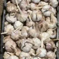 سیر محلی
