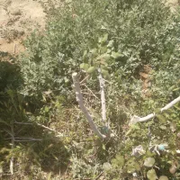 پیوند پسته