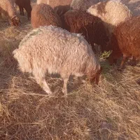 بره فروشی مناسب پروار قلم دار