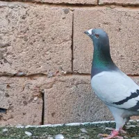 کبوتر پلاک عراق وارداتی و جوجه تبریز