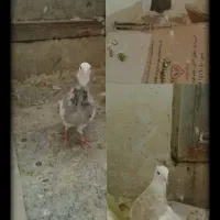 کبوتر