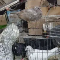 فروش فوق‌العاده انواع کبوتر باقیمت ویژه