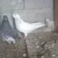 کبوتر گرفتنی