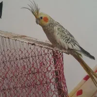 پرنده