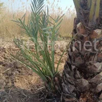 تعداد زیادی پاجوش نخل کبکاب  ونخل نر