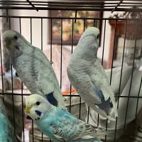 مرغ عشق انگلیسی گریدB