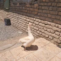 قو غاز|حیوانات مزرعه|همدان, |دیوار