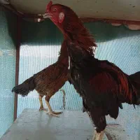 فروش خروس ومرغ لاری،دونه ای چهاردویست ملیون