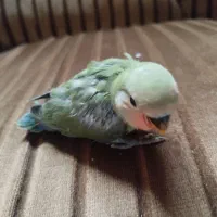 جوجه سرلاکی طوطی برزیلی