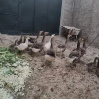 غاز
