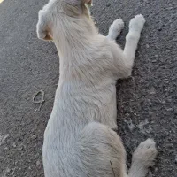 سگ پا کوتاه