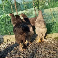 مرغ و خروس  ۴ماهه