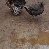 بوقلمون نر وماده و خروس