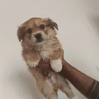 واگذاری پامر توافقی