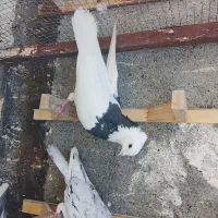 کبوتر|پرنده|مشهد, حجت|دیوار