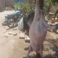 گوسفند قربانی