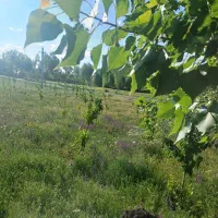فروش باغ گیلاس در روستای گردشگری رز