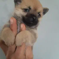 پامر خرسی عروسکی نر