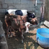 فروش گوساله نر