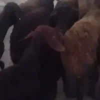 ۳۰راس میش گوسفند
