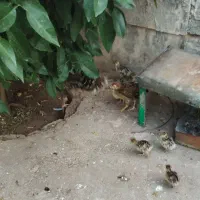 بوقلمون، خروس و جوجه