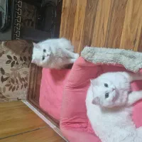 ۲تاگربه ماده دارم واسه جفتگیری پرشین