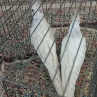 جفت عروس البینو بالغ