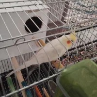 عروس هلندی مولد