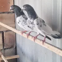 جفت تیدی گردن ماری اصل