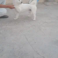 سگ نر پامر سفید حرف گوش کن شناسنامه دار