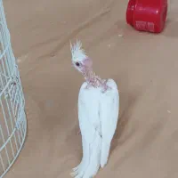 جوجه عروس البینو خالص
