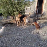 سگ ژرمن شکاری نگهبان حامله هست