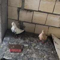 کبوتر زرد و دمبی