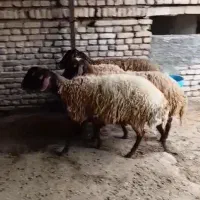 گوسفند آبستن