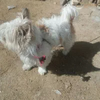 سگ خانگی|سگ|کنگاور, |دیوار