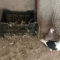 پلاکی ورنگی ویک عدد کینگ دوتا جوجه هیچ پر پلاکی