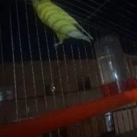 مرغ عشق