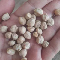 نخود مرغوب و با کیفیت ابگوشی