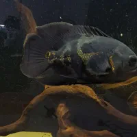 ماهی اسکار پرت سورم