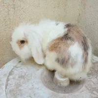 خرگوش مینی لوپ اصیل