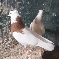 کبوتر طوقی ناب